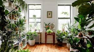 Top 10 plants for home: how to create a green corner in your interior